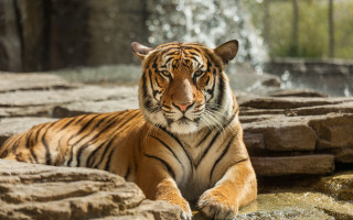 Tiger waterfall rocks tree blurry - free cats wallpaper