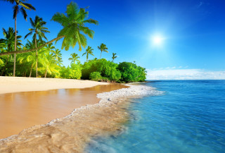 Beach palm trees sandy shore - clear blue water free wallpaper