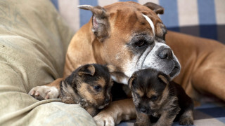 Dog puppies couch cute blurry 2 - a couch together free wallpaper