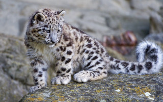 Snow leopard cub rock moss - anne nasmyth free wallpaper for desktop