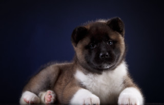 Puppy sitting table sad look - chang daichien free wallpaper for desktop