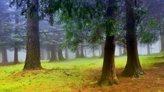 Australian tonalism forest matte painting - the ground and trees free wallpaper for desktop