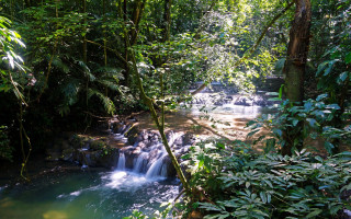 Tropical waterfall jungle stream plants - jungle free wallpaper