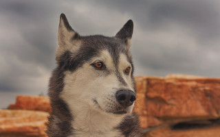 Husky cloudy sky hay focus - husky free wallpaper