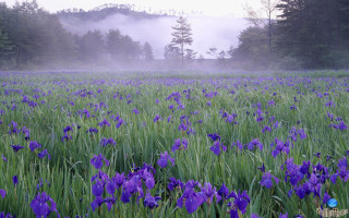 Purple flower field foggy background - a foggy sky in the background free wallpaper for desktop