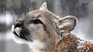 Mountain lion snow falling closeup - animal free wallpaper for desktop