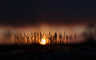 Sunset dark sky grass person - a sunset free wallpaper