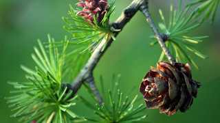 Pine cone branch green background - green grass free wallpaper