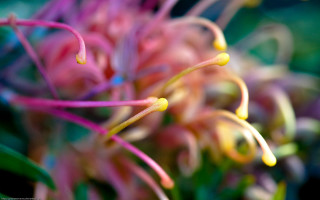 Flower bokeh macro shallow depth - david boyd free wallpaper
