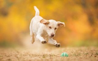 White dog running green ball - a green ball free wallpaper