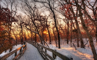 Wooden bridge snowy forest sunset - ada hill walker free wallpaper