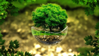 Tree vase green leaves rock - underneath free wallpaper