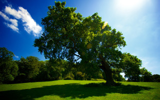 Large tree grassy field blue 2 - a large tree free wallpaper