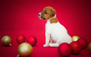 Puppy christmas red background ornaments - a puppy free wallpaper for desktop