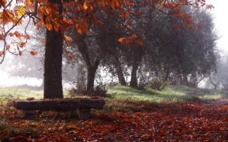 Forest bench autumn fog magic - the foggy day free wallpaper