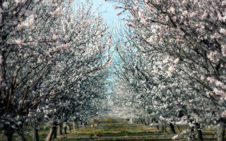 Tree cherry blossoms autumn park - impressionist painting free wallpaper