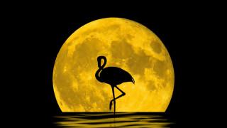 Flamingo fullmoon water magicrealism illustration - the water in front free wallpaper for desktop