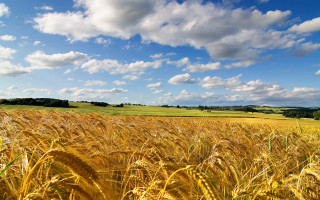 Wheat field blue sky clouds 26 - free summer wallpaper