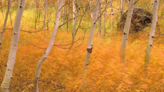 Autumn forest trees grass rocks - david brewster free wallpaper