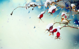 Bird snow branch water drops - digital painting free wallpaper