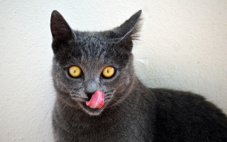 Black cat yellow eyes tongue - a white wall behind free wallpaper