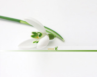 White flower green stems cloisonnism - a green border free wallpaper