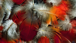 Feathers closeup ecological art macro - feather free wallpaper for desktop