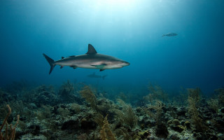 Shark fish ocean sunbeam underwater 3 - a sunbeam in the background free wallpaper