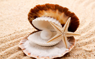 Starfish shell beach water food - a sandy beach free wallpaper