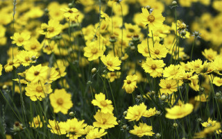 Yellow flowers field blurry bokeh - a blurry image of the flowers free wallpaper