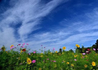 Flower field blue sky trees - blue sky free wallpaper for desktop