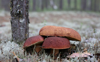 Mushrooms woods tree moss autumn - moss free wallpaper
