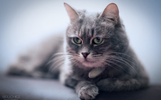 Sad cat collar table tiltshift - a collar free wallpaper