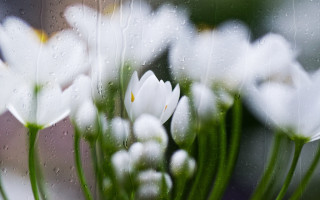 White flowers vase rain water - a rainy day free wallpaper