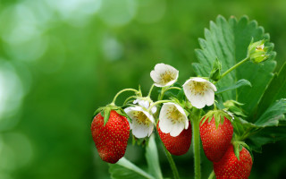 Strawberries whiteflowers greenleaves blurrybackground macroberry - betty merken free wallpaper for desktop
