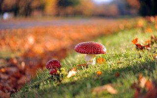 Mushrooms fall green field road - a lush green field next free wallpaper for desktop