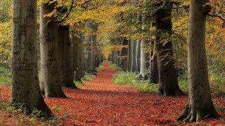 Forest path autumn leaves nature - a few leaf free wallpaper