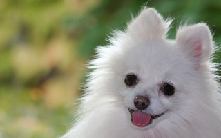 Small white dog pink tongue - a pink tongue free wallpaper