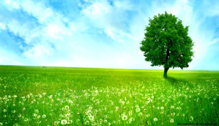 Tree field blue sky green - a green field free wallpaper for desktop