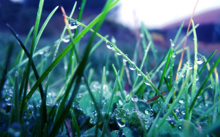 Grass water droplets bokeh macro 2 - a house in the background free wallpaper