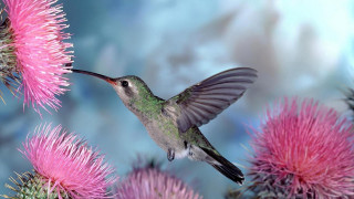 Hummingbird pinkflower blueSky fireworks ecological - a sky background in the background free wallpaper