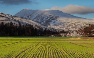Mountain snowy horizon trees puzzle - archibald skirving free wallpaper for desktop