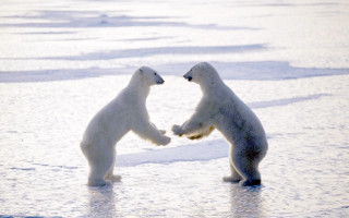 Polar bears playing ice water - the ice free wallpaper