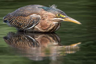 Bird long beak water reflection - a long beak free wallpaper