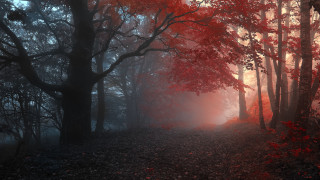 Forest path red leaves moon - rich moody colours free wallpaper