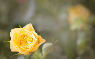 Yellow rose garden blurry background - a yellow rose free wallpaper