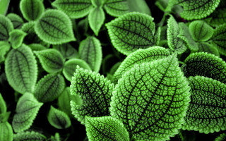 Close up green plant leaves 4 - art green free wallpaper