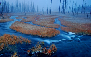 Marshy stream foggy forest nature - the air above free wallpaper