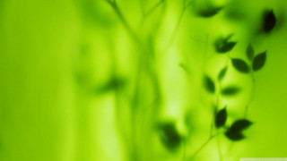 Blurry plant leaves stem green - art green free wallpaper for desktop