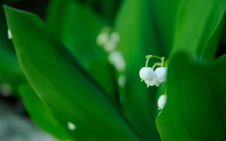 White flower macro shallow depth - a close up of a flower free wallpaper for desktop